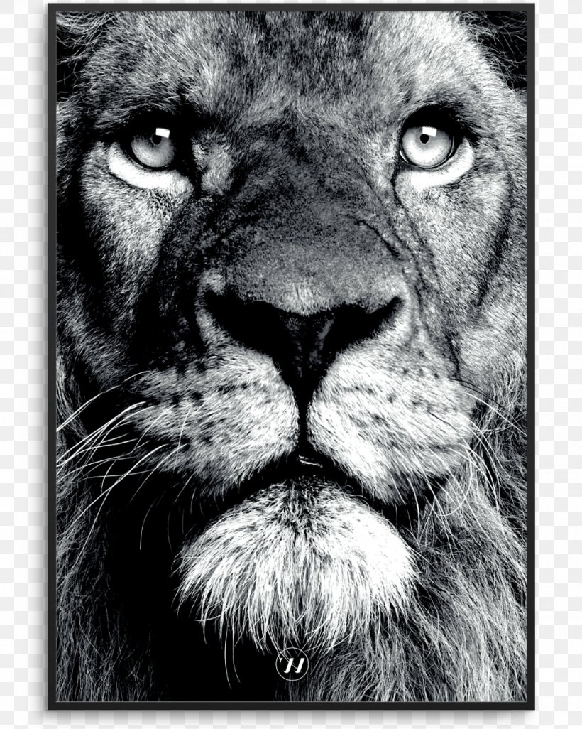 Lionhead Rabbit Stock Photography Bear, PNG, 980x1227px, Lion, Bear, Big Cats, Black And White, Carnivoran Download Free