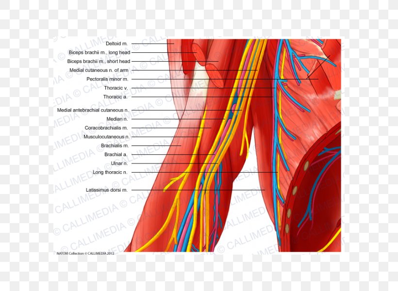 Median Nerve Elbow Musculocutaneous Nerve Ulnar Nerve, PNG, 600x600px, Watercolor, Cartoon, Flower, Frame, Heart Download Free