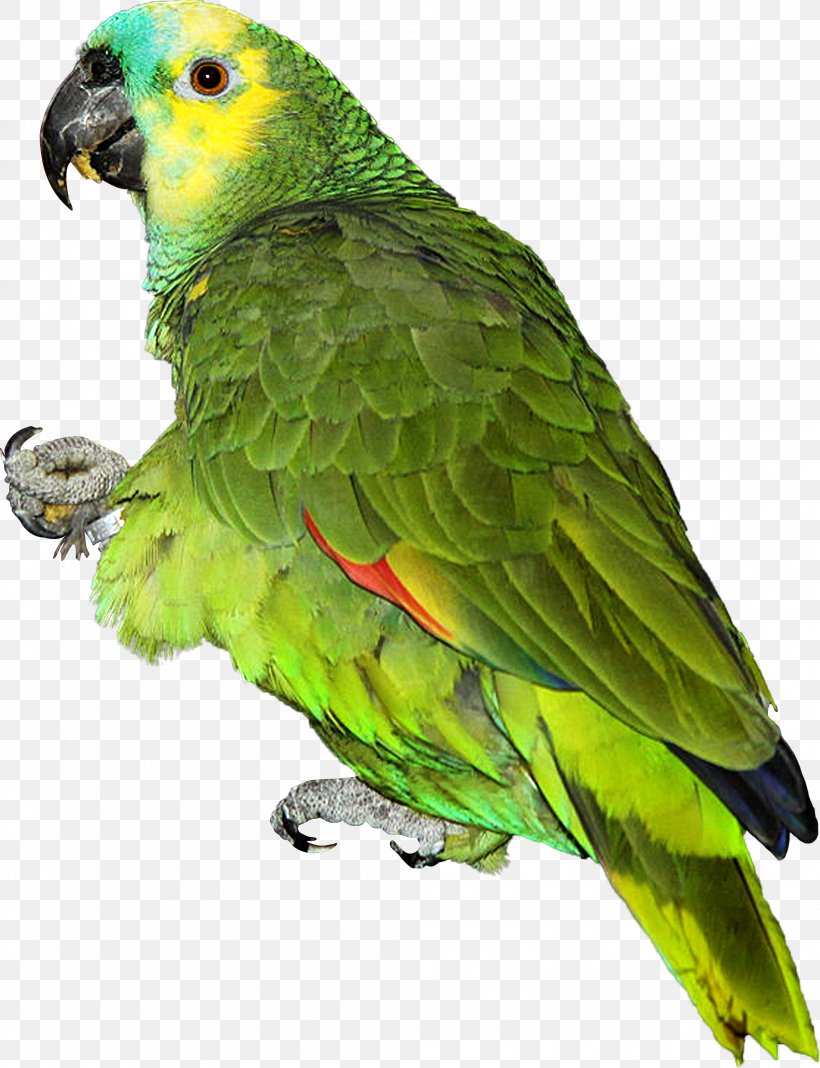 Parrot Lovebird Turquoise-fronted Amazon, PNG, 2002x2608px, Parrot, Amazon Parrot, Beak, Bird, Common Pet Parakeet Download Free