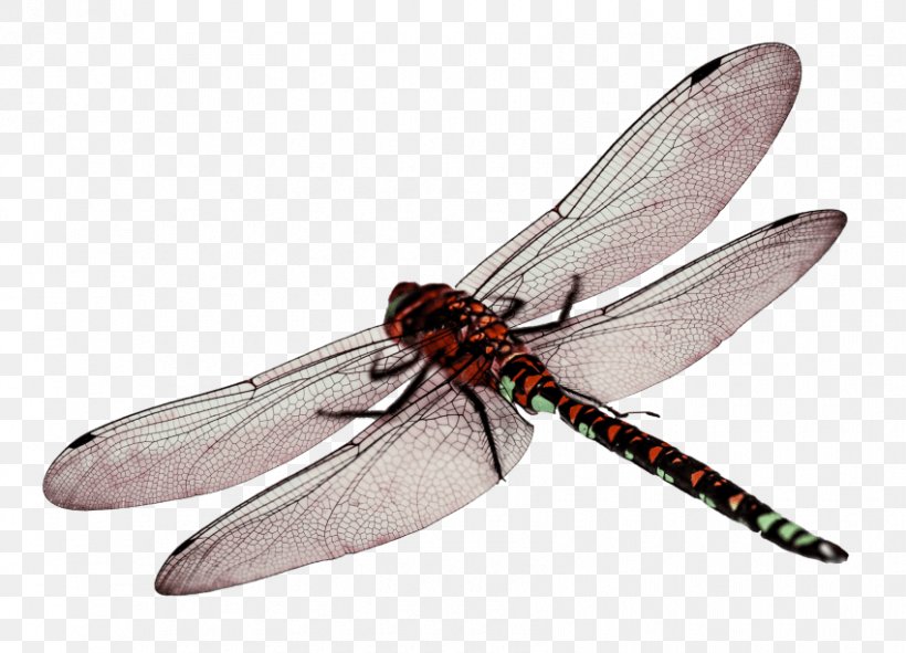 Dragonfly Wings Transparency Clip Art, PNG, 850x613px, Dragonfly Wings, Arthropod, Dragonflies And Damseflies, Dragonfly, Fly Download Free