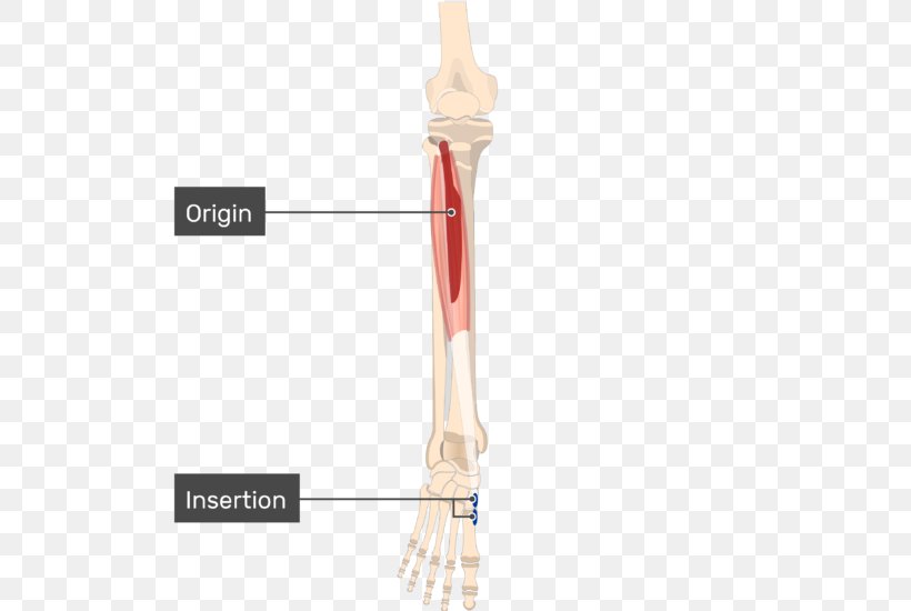 Tibialis Anterior Muscle Tibialis Posterior Muscle Origin And Insertion Joint, PNG, 594x550px, Tibialis Anterior Muscle, Anatomy, Fascia, Fibularis Muscles, Human Anatomy Download Free