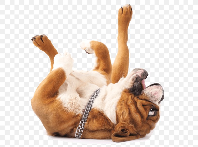 Bulldog Golden Retriever Cat Pet Sitting, PNG, 565x609px, Bulldog, Breed, Carnivoran, Cat, Companion Dog Download Free