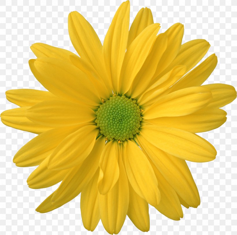 Flower Desktop Wallpaper, PNG, 1200x1190px, Flower, Animation, Chrysanths, Cut Flowers, Daisy Download Free