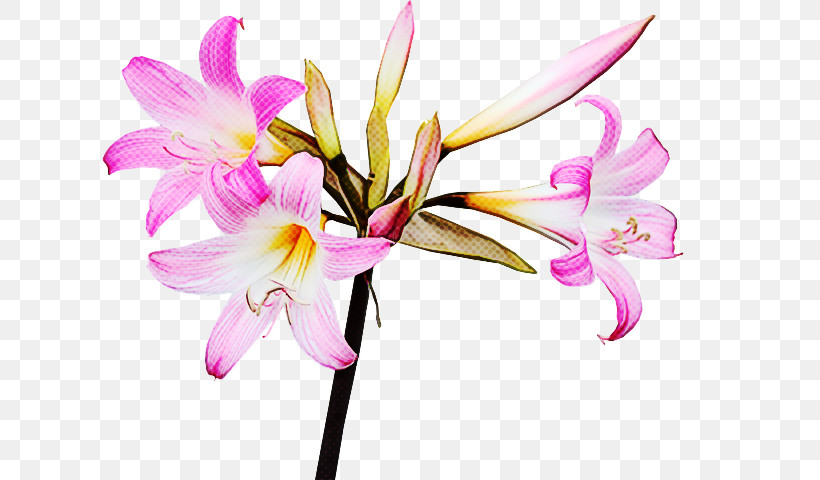 Flower Plant Petal Pink Pedicel, PNG, 720x480px, Flower, Amaryllis Belladonna, Amaryllis Family, Crinum, Cut Flowers Download Free