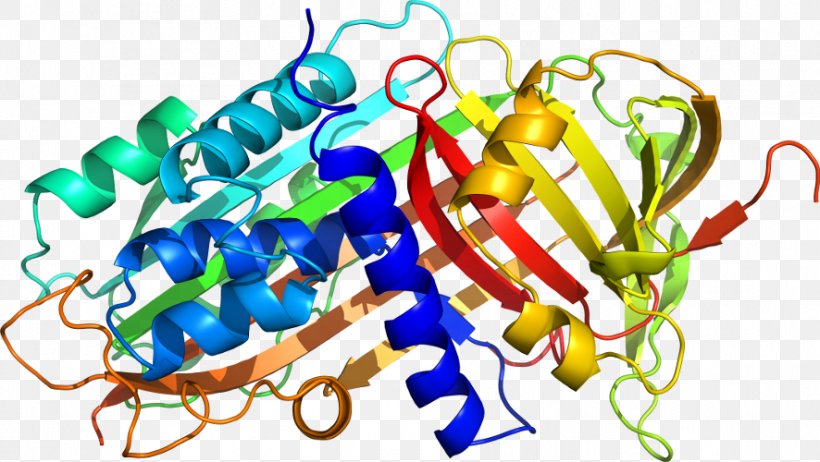 Alpha-1-proteinase Inhibitor Alpha 1-antitrypsin Deficiency Neutrophil Elastase Emphysema, PNG, 886x500px, Alpha1proteinase Inhibitor, Alpha 1antitrypsin Deficiency, Collagen, Deficiency, Disease Download Free