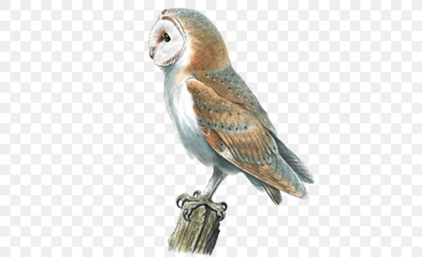 Barn Owl Swallow Bird Pellet, PNG, 500x500px, Owl, Barn Owl, Beak, Bird, Bird Of Prey Download Free