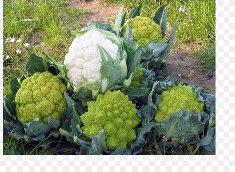 Broccoli Cauliflower Market Garden Nursery Plant, PNG, 800x600px, Broccoli, Cauliflower, Cruciferous Vegetables, Food, Fruit Download Free