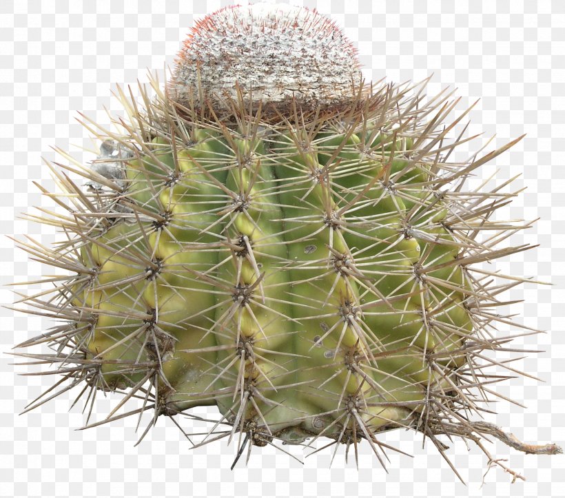 Cactaceae Thorns, Spines, And Prickles Prickly Pear 3D Computer Graphics, PNG, 1942x1713px, 3d Computer Graphics, Cactaceae, Cactus, Caryophyllales, Flowering Plant Download Free