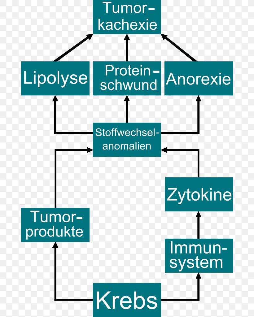 Cancer Cachexia Wilms' Tumor Metabolism, PNG, 684x1024px, Cancer, Anorexia Nervosa, Area, Brand, Cachexia Download Free