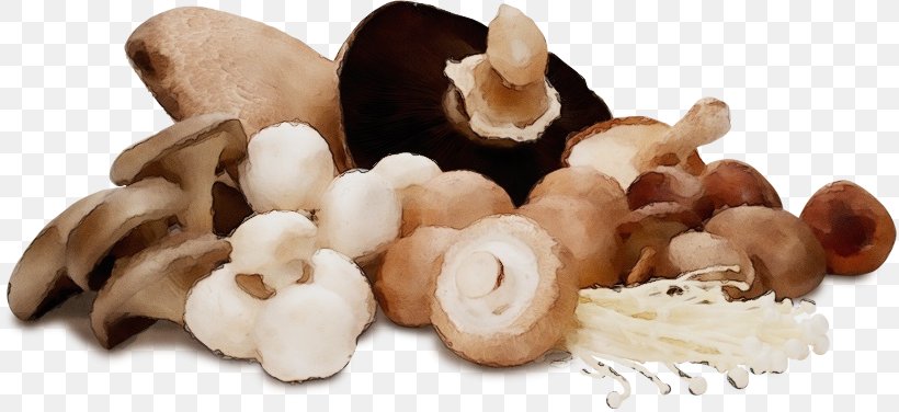 Champignon Mushroom Mushroom Ingredient Shiitake Agaricus, PNG, 816x376px, Watercolor, Agaricus, Champignon Mushroom, Edible Mushroom, Food Download Free