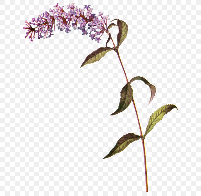 Common Lilac Summer Lilac Botany Twig, PNG, 688x800px, Common Lilac, Botanical Illustration, Botany, Branch, Flora Download Free