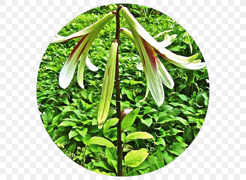 Herbalism Flower, PNG, 600x600px, Herb, Flower, Herbalism, Plant Download Free