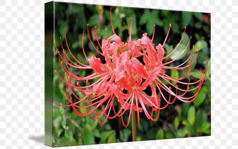 Red Spider Lily Art Photography Painting, PNG, 650x513px, Red Spider Lily, Art, Art Museum, Artist, Fine Art Download Free