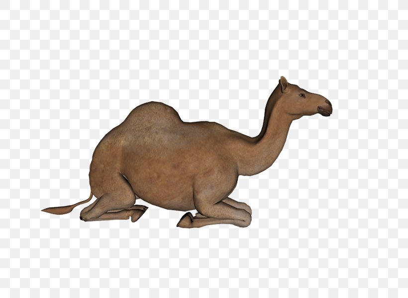 Bactrian Camel Dromedary Clip Art, PNG, 800x600px, Bactrian Camel, Animal Figure, Arabian Camel, Camel, Camel Like Mammal Download Free