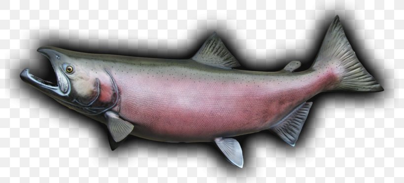 Coho Salmon Chinook Salmon Oily Fish, PNG, 800x372px, Coho Salmon, Anatomy, Chinook Salmon, Coho, Fish Download Free