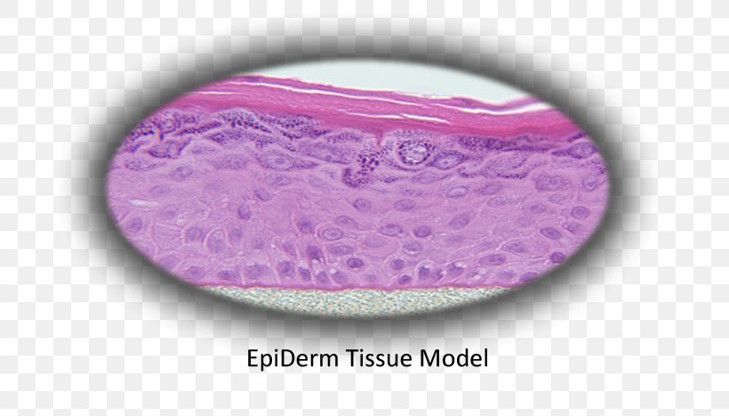 Epidermis MatTek Corporation Tissue Cell Skin, PNG, 696x468px, Epidermis, Cell, Cell Culture, Cell Growth, Dermis Download Free