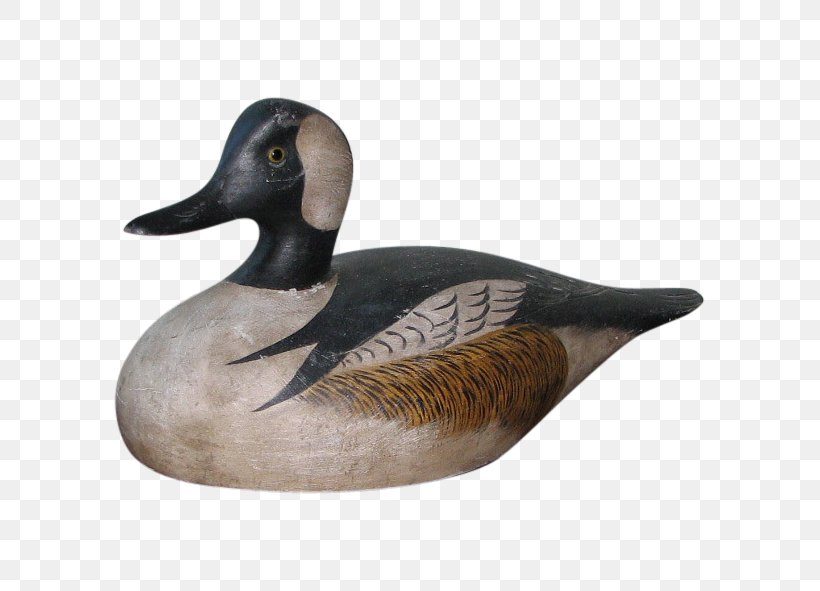 Mallard Goose Duck Fauna Beak, PNG, 591x591px, Mallard, Beak, Bird, Duck, Ducks Geese And Swans Download Free