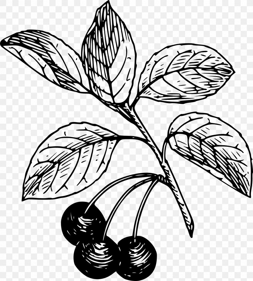 Clip Art Flower Fruit Plant Stem Leaf, PNG, 1732x1920px, Flower, Art, Blackandwhite, Botany, Branching Download Free