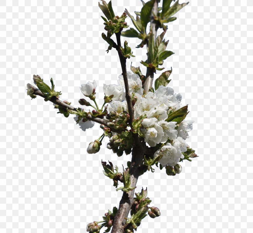 Common Plum Flower Tree Bud, PNG, 1280x1179px, Common Plum, Ameixeira, Blossom, Branch, Bud Download Free