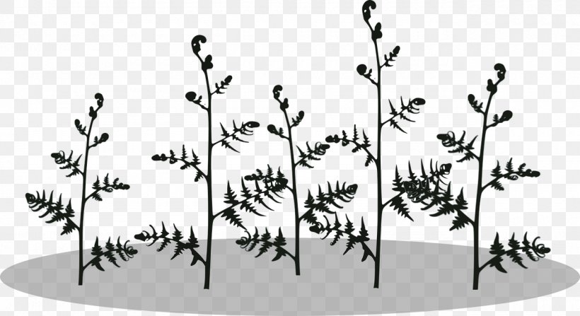 Fern Vascular Plant Plant Stem Leaf, PNG, 1280x699px, Fern, Area, Black, Black And White, Branch Download Free