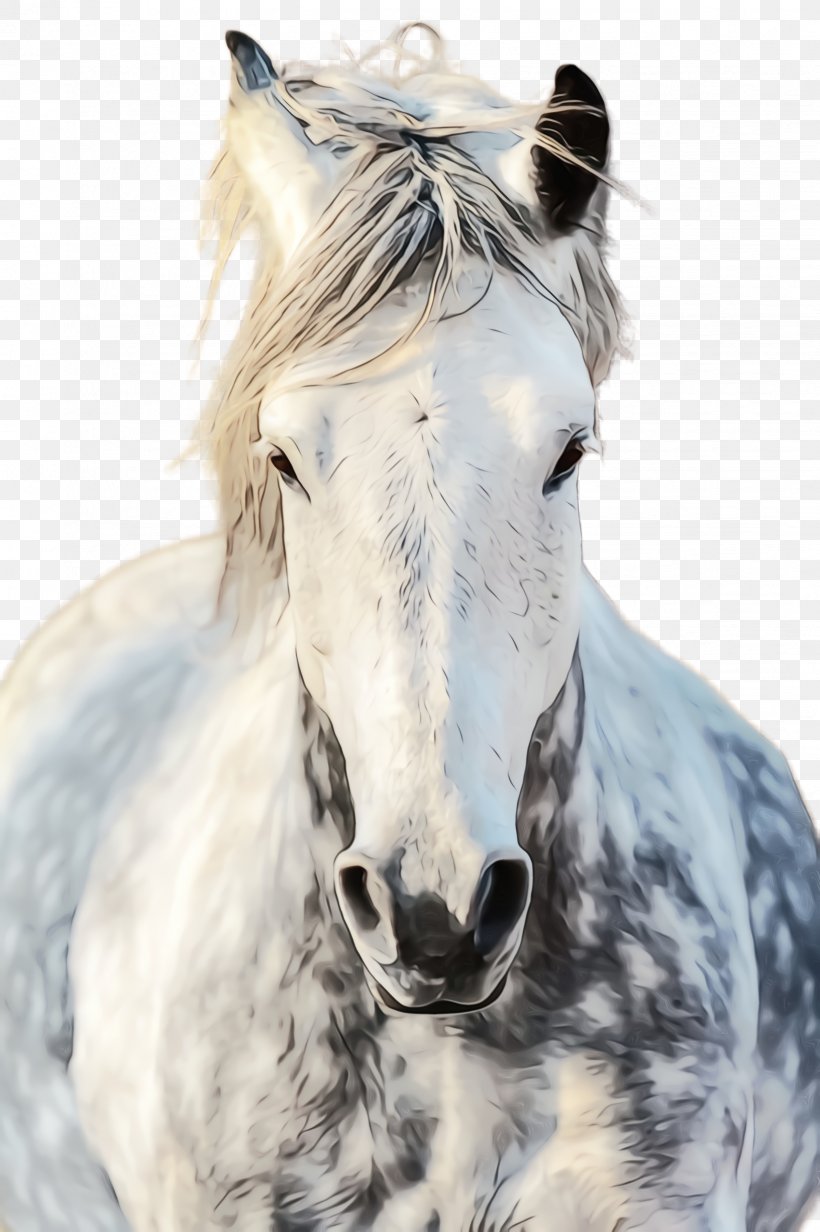 Horse White Mane Stallion Mare, PNG, 1632x2452px, Watercolor, Animal Figure, Horse, Mane, Mare Download Free