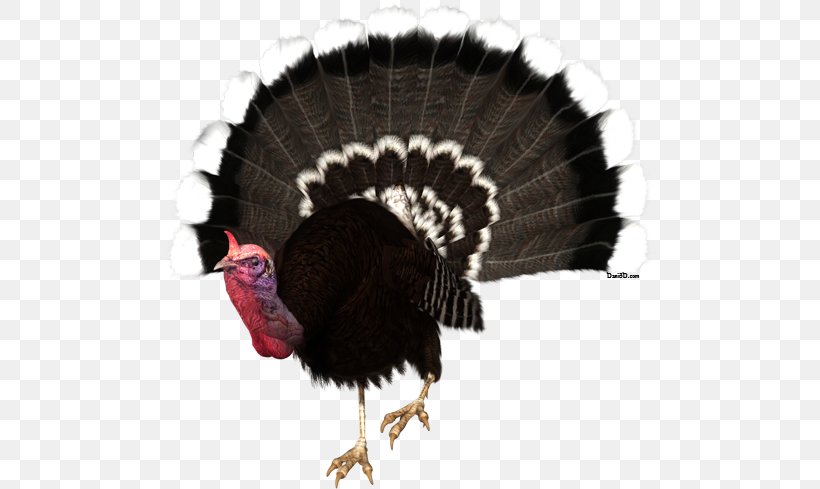 Turkey Meat Clip Art, PNG, 500x489px, Turkey, Beak, Domesticated Turkey, Drawing, Feather Download Free