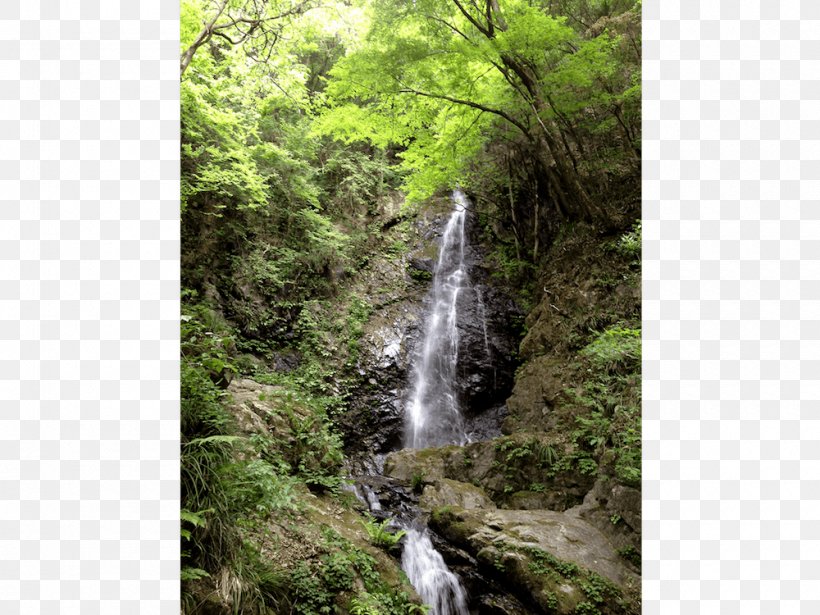 Waterfall Rainforest Valdivian Temperate Rain Forest Vegetation, PNG, 1000x750px, Waterfall, Arroyo, Body Of Water, Chute, Creek Download Free