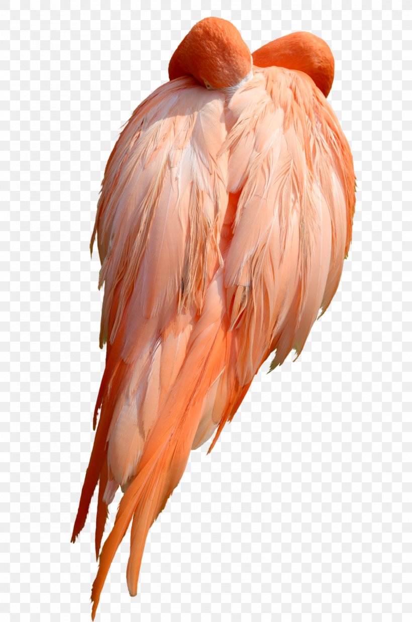 Bird Flamingo Stock Photography DeviantArt, PNG, 1600x2416px, Bird, Art, Beak, Deviantart, Feather Download Free
