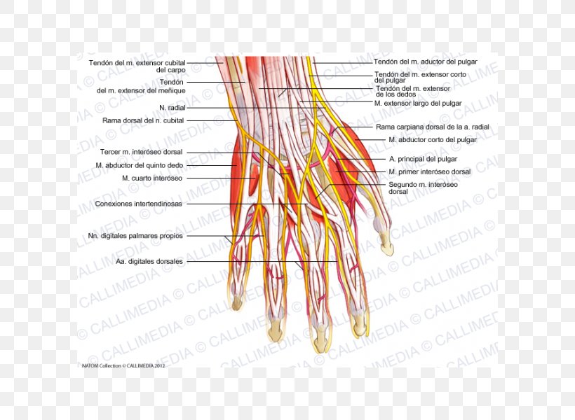 Finger Nerve Common Palmar Digital Arteries Hand Nervous System, PNG, 600x600px, Watercolor, Cartoon, Flower, Frame, Heart Download Free
