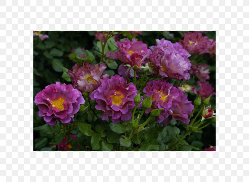 Floribunda French Rose Shrub Groundcover Annual Plant, PNG, 600x600px, Floribunda, Annual Plant, Flower, Flowering Plant, French Rose Download Free