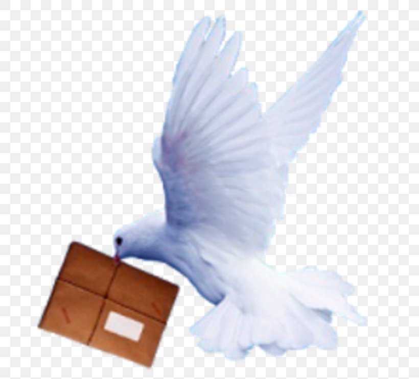 Homing Pigeon Mail Typical Pigeons Letter, PNG, 699x743px, Homing Pigeon, Animaatio, Author, Beak, Bird Download Free