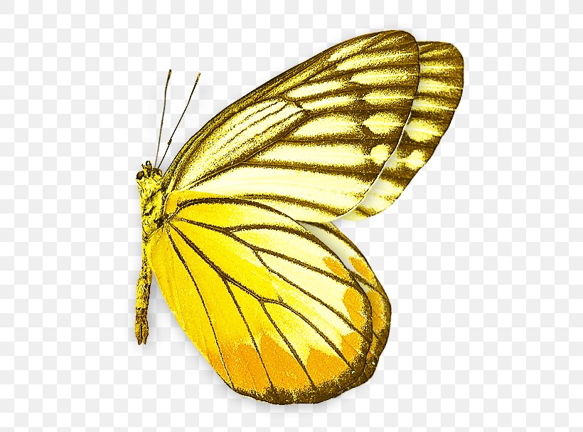 Monarch Butterfly Pieridae Moth Insect, PNG, 572x607px, Monarch Butterfly, Arthropod, Borboleta, Brushfooted Butterflies, Brushfooted Butterfly Download Free