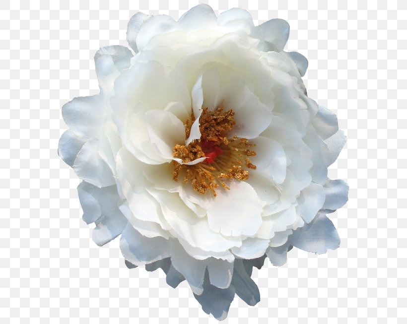 Peony, PNG, 600x653px, Peony, Flower, Flowering Plant, Petal, Plant Download Free