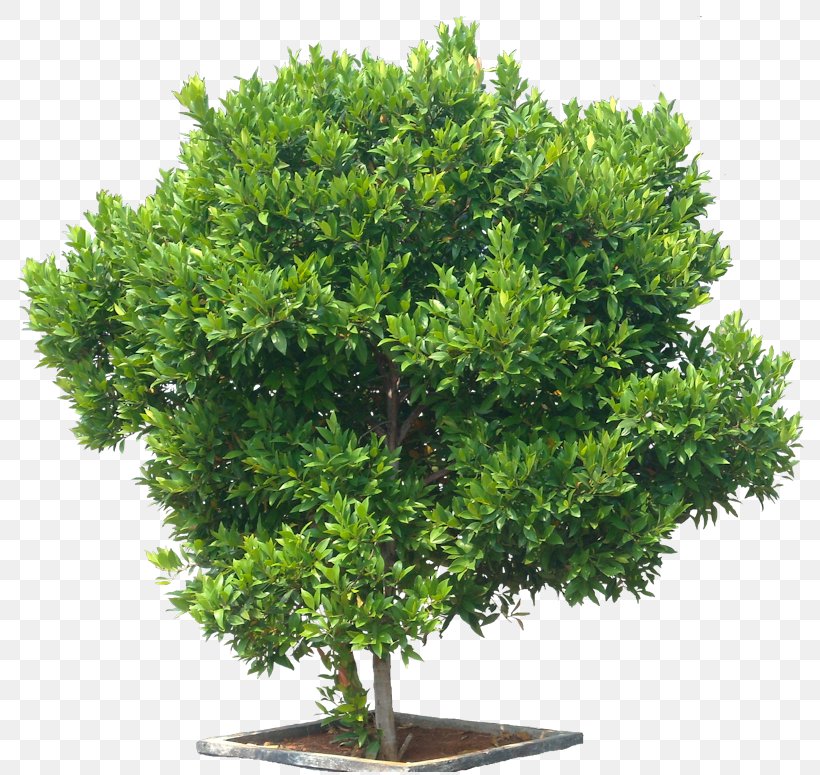 Syzygium Paniculatum Tree Eugenia Shrub Maple, PNG, 800x775px, Syzygium Paniculatum, American Sycamore, Apiaceae, Bonsai, Cow Parsley Download Free