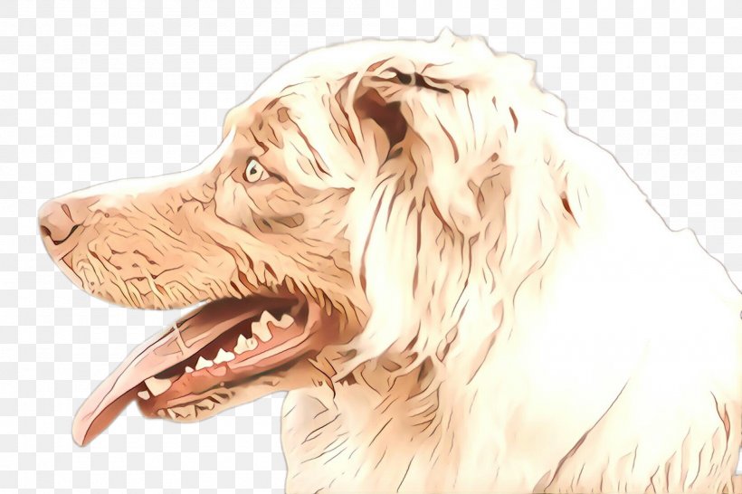 Dog Dog Breed Sporting Group Companion Dog Setter, PNG, 2000x1332px, Cartoon, Companion Dog, Dog, Dog Breed, Drawing Download Free