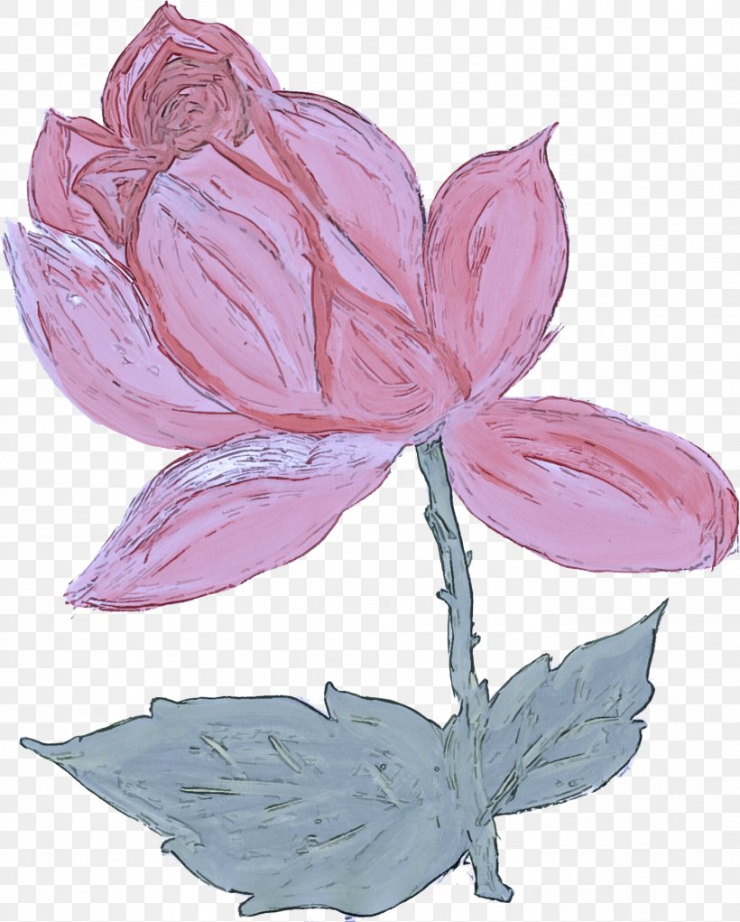 Flower Petal Plant Leaf Pink, PNG, 1402x1747px, Flower, Flowering Plant, Leaf, Lotus Family, Magnolia Download Free