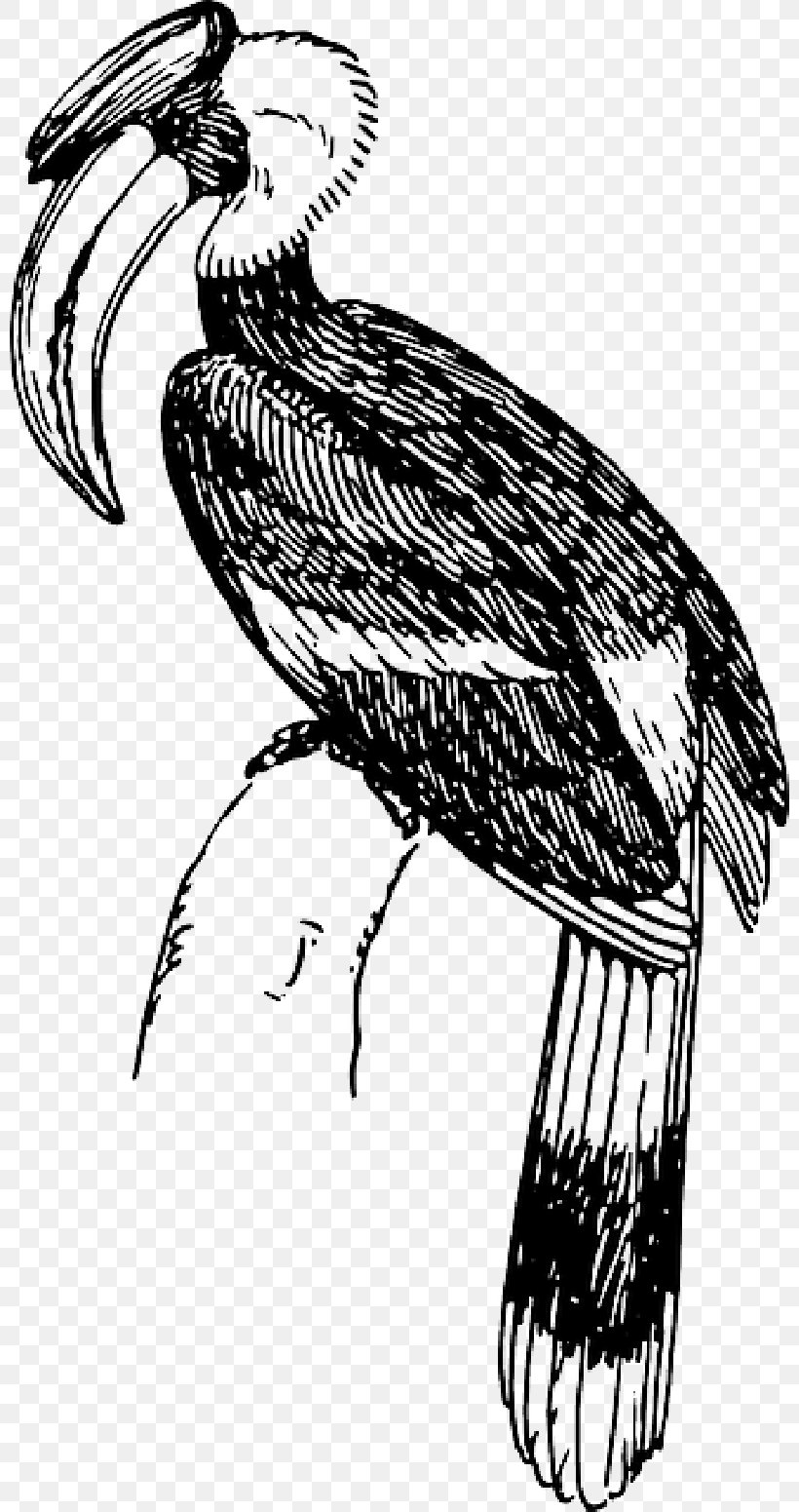 Hornbill Bird Drawing Vector Graphics Clip Art, PNG, 800x1551px, Hornbill, Art, Beak, Bird, Coloring Book Download Free