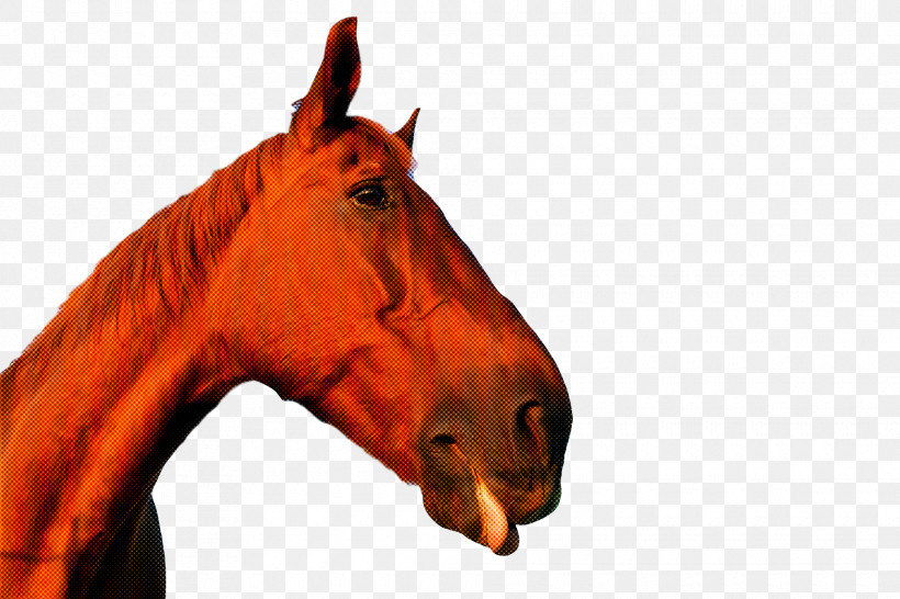 Mustang Halter Stallion Andalusian Horse Mane, PNG, 1920x1280px, Mustang, Andalusian Horse, Bridle, Halter, Horse Download Free