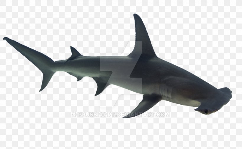 Requiem Sharks Hammerhead Shark Bull Shark Fish, PNG, 900x557px, Requiem Sharks, Animal Figure, Bull Shark, Carcharhiniformes, Cartilaginous Fish Download Free