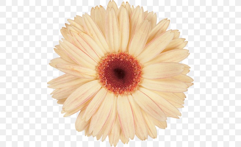 Transvaal Daisy Chrysanthemum Daisy Family Cut Flowers, PNG, 500x500px, Transvaal Daisy, Assortment Strategies, Chrysanthemum, Chrysanths, Cut Flowers Download Free