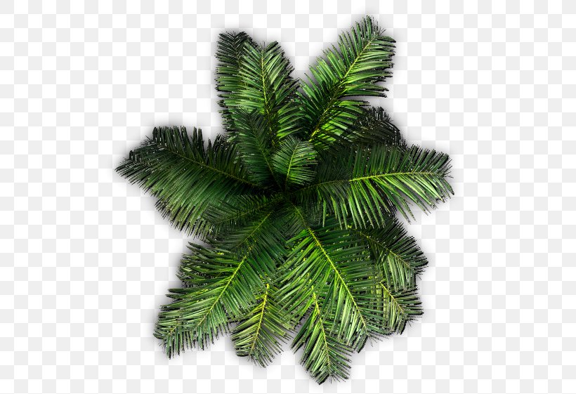 Tree Plant Saribus Rotundifolius Areca Palm, PNG, 551x561px, Tree, Areca Palm, Arecaceae, Conifer, Conifers Download Free