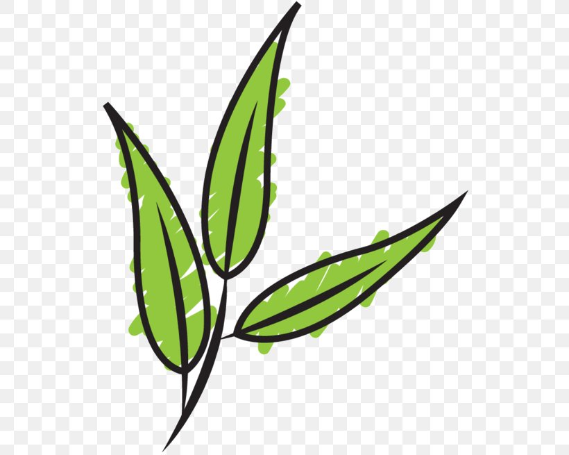 Clip Art Leaf Plant Stem Line Grasses, PNG, 542x655px, Leaf, Botany, Flower, Flowering Plant, Grass Download Free