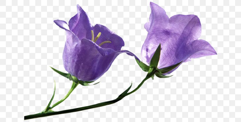 Cut Flowers Clip Art Bellflowers Petal, PNG, 664x414px, Flower, Bellflower, Bellflower Family, Bellflowers, Blue Download Free