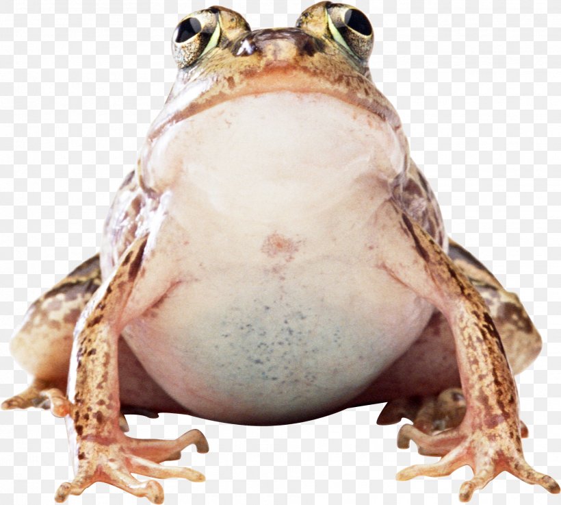Frog, PNG, 1918x1726px, Frog, Amphibian, Animal Source Foods, Fauna, Image File Formats Download Free