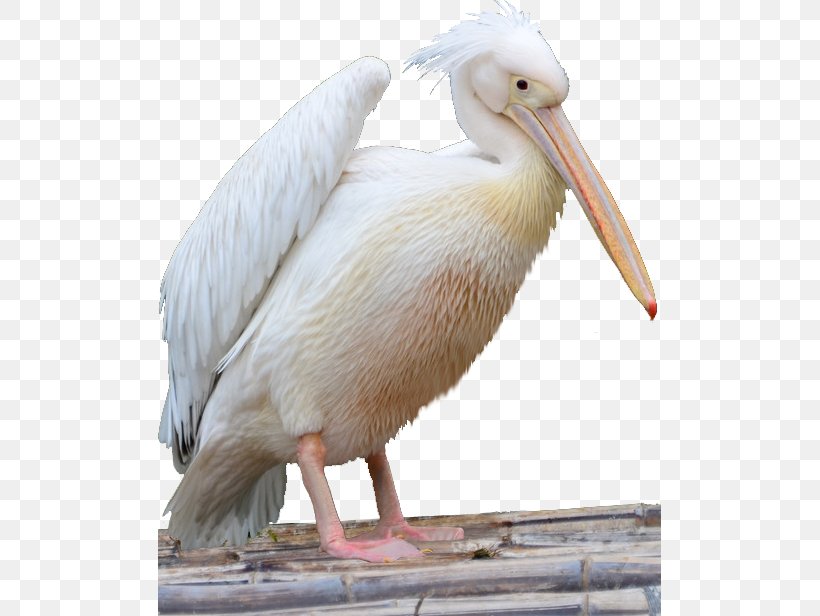 Pelican Bird Cormorant Icon, PNG, 503x616px, Bird, Animal, Beak, Cormorant, Fauna Download Free