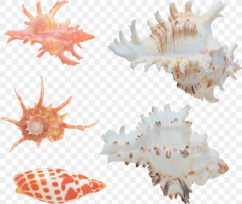 Seashell Conchology Sea Snail Clip Art, PNG, 2823x2384px, Seashell, Biology, Bolinus Brandaris, Conch, Conchology Download Free