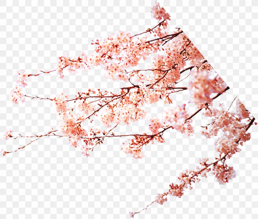 Cherry Blossom Peach Pink Download, PNG, 894x759px, Cherry Blossom, Blossom, Branch, Designer, Flower Download Free