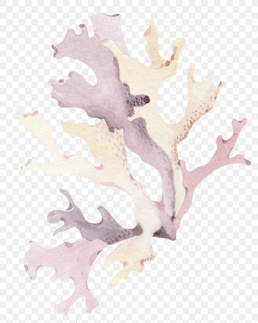 Coral Seashell, PNG, 2460x3086px, Coral, Branch, Coral Reef, Drawing, Pink Download Free