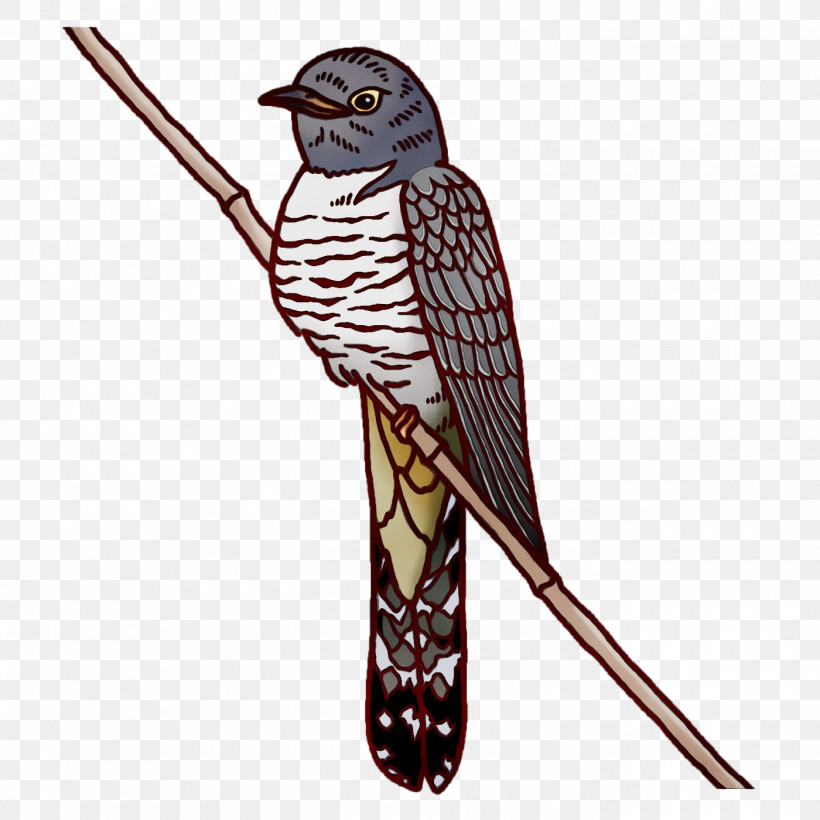 Feather, PNG, 1400x1400px, Watercolor, Beak, Costume, Costume Design, Cuckoos Download Free