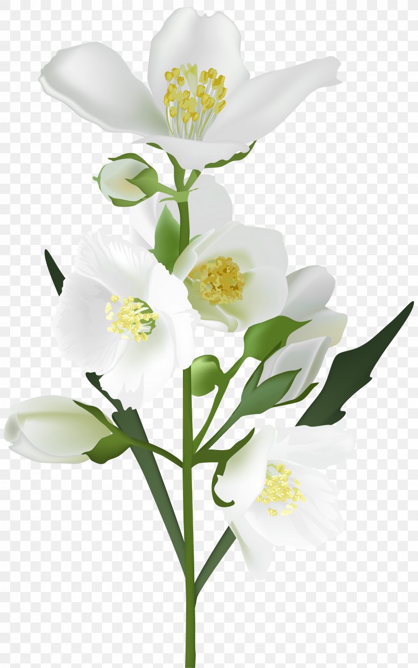 Flower White Clip Art, PNG, 5009x8000px, Flower, Arum Lily, Branch, Cut Flowers, Drawing Download Free